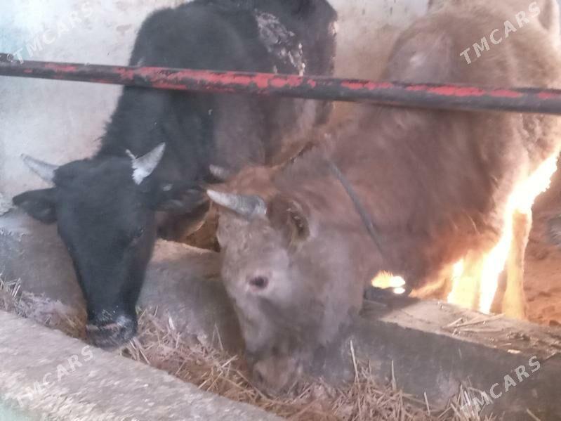 2.okiz - Büzmeýin - img 2