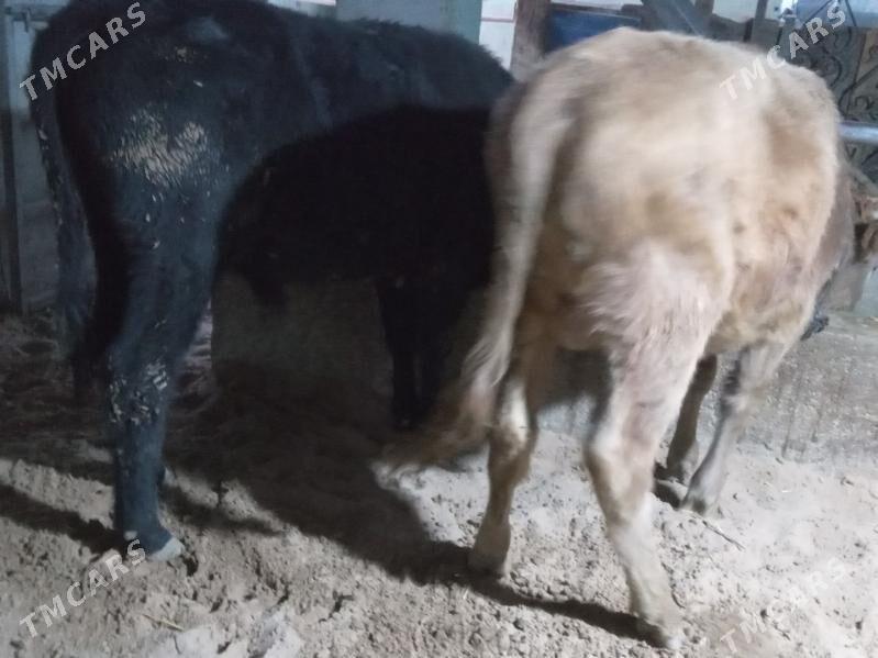 2.okiz - Büzmeýin - img 3