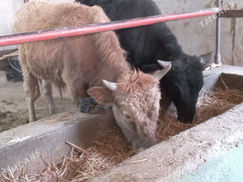 2.okiz - Büzmeýin - img 4