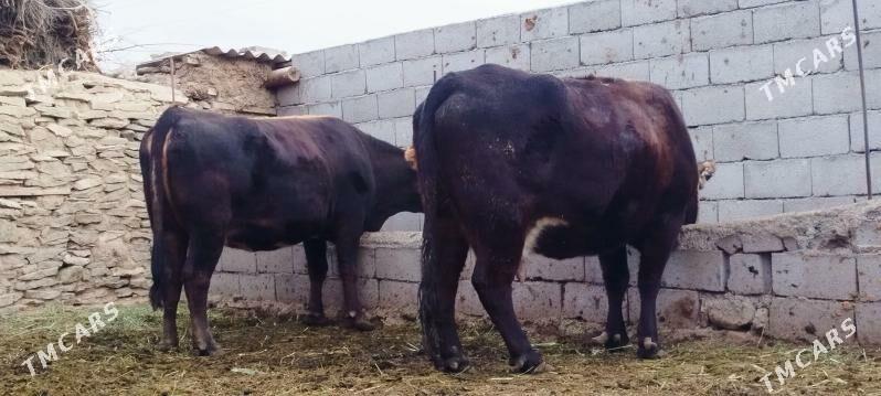 Gibrit Bogoz sygyrlar - Bäherden - img 1