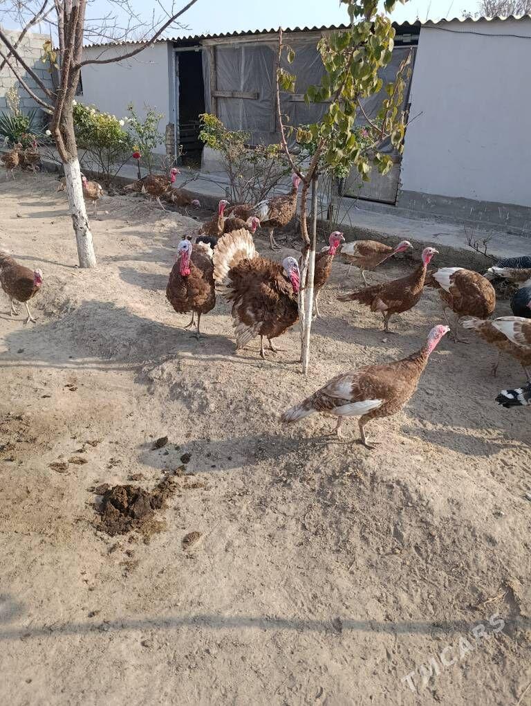 induk - Gökje - img 2