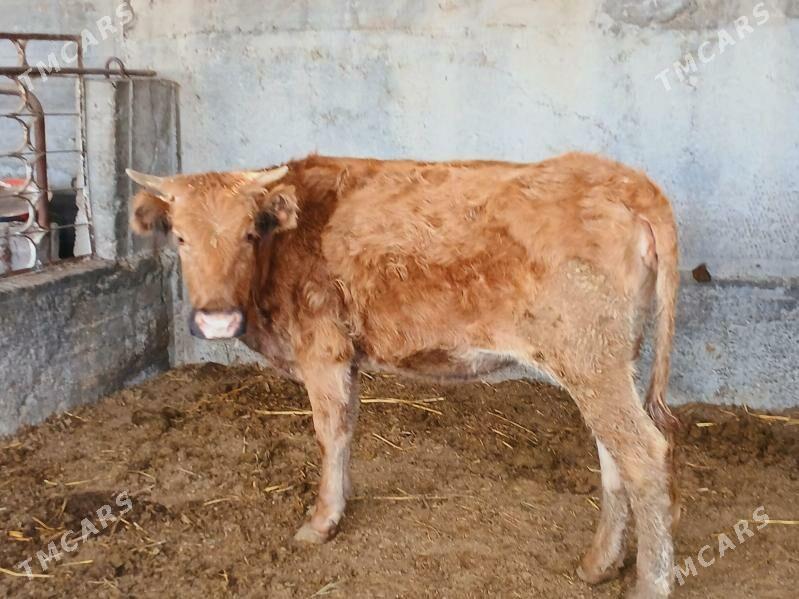 bogaz tuwe 8 ay - Багир - img 2