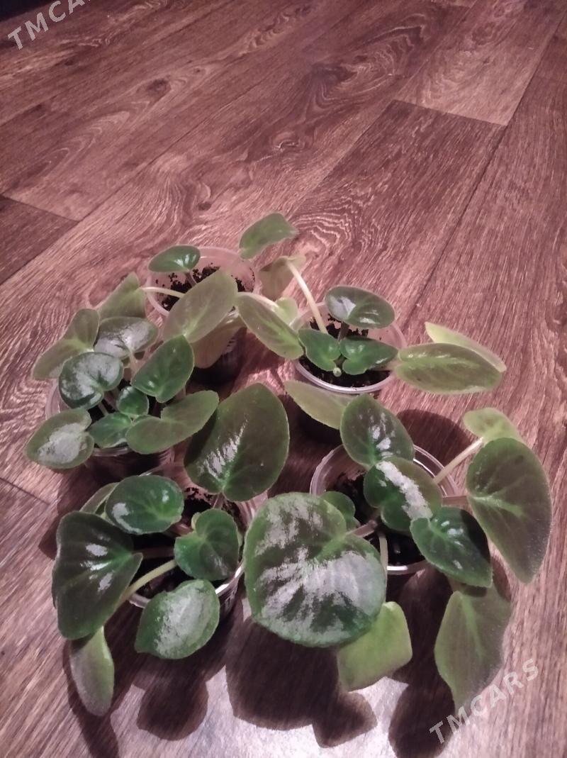 фиалки - Türkmenbaşy - img 2