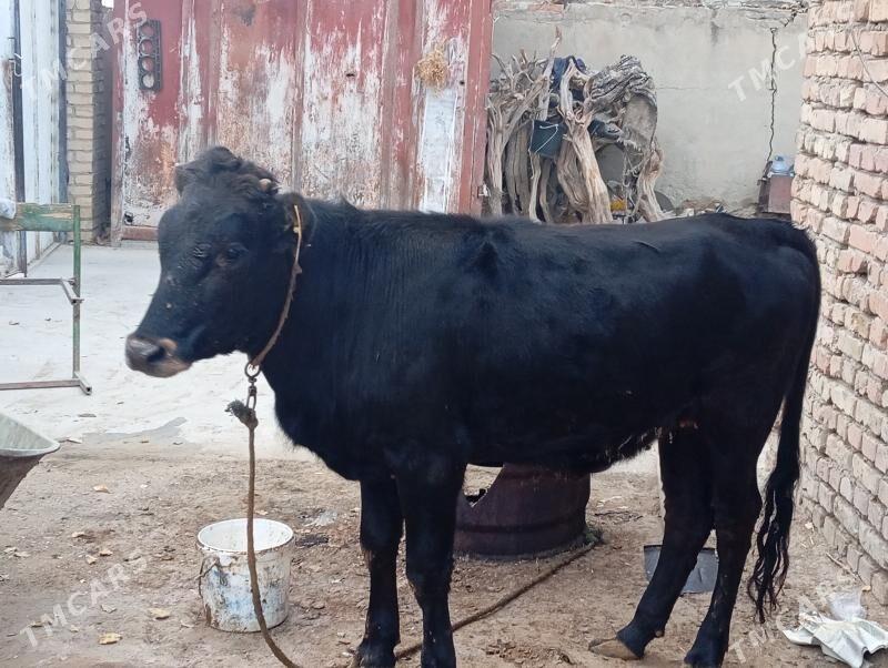 туве - Gökdepe - img 2