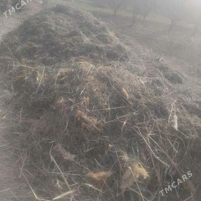 Yorunja gamsak hasal ot - Чарджоу - img 3