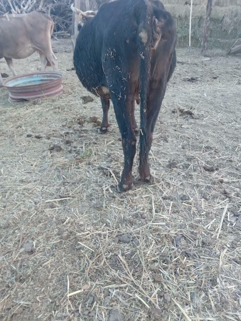 bogoz - Gyzylarbat - img 2