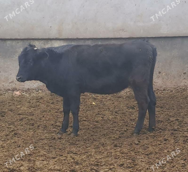 TOHUM TUWE - Bäherden - img 5