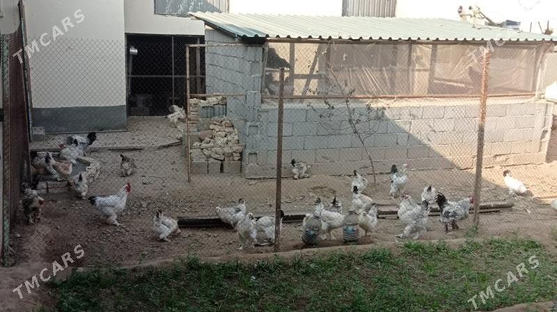 Balgar towuk horaz - Кипджак - img 2