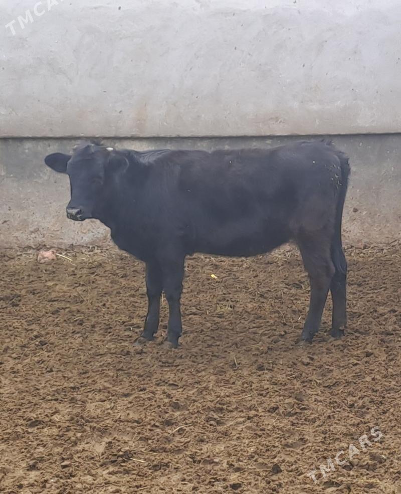 TOHUM TUWE - Bäherden - img 4