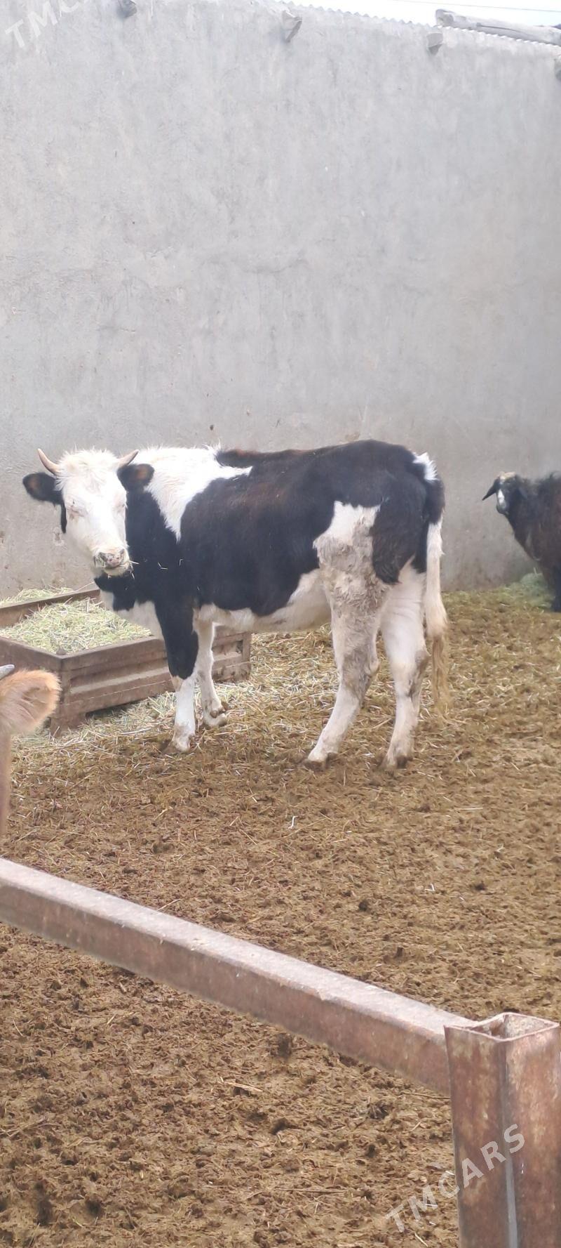 TOHUM TUWE - Bäherden - img 2