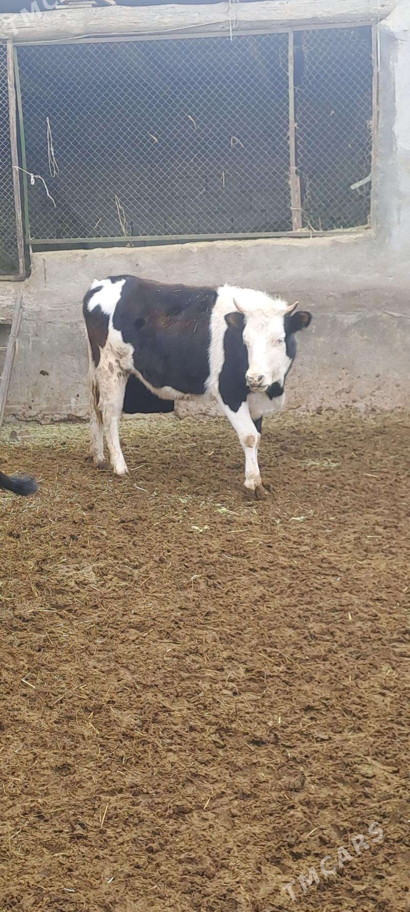 TOHUM TUWE - Bäherden - img 1