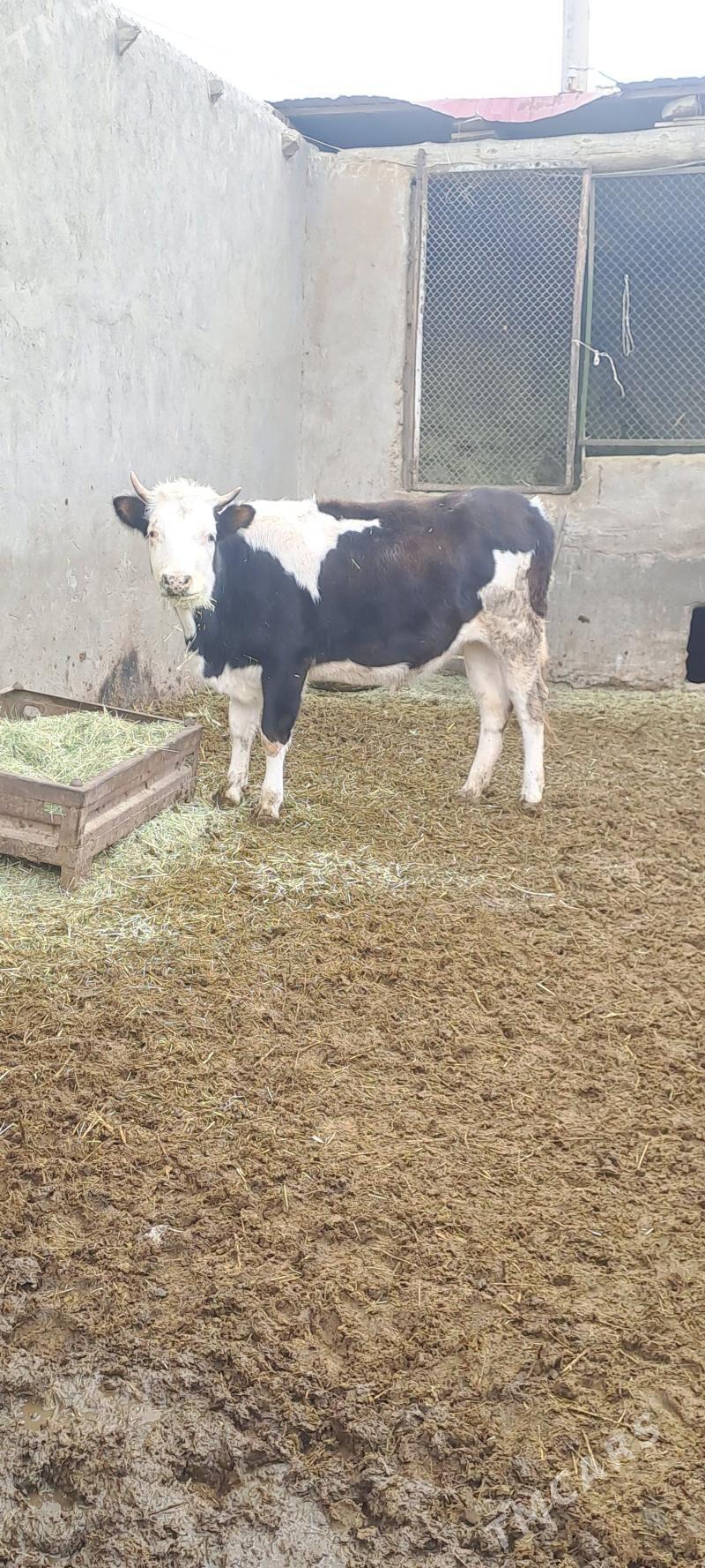 TOHUM TUWE - Bäherden - img 3