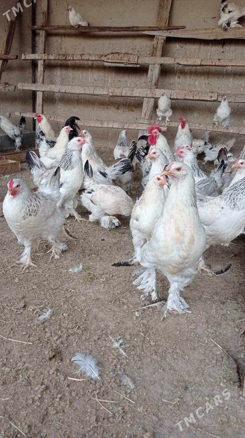 Balgar towuk horaz - Кипджак - img 3