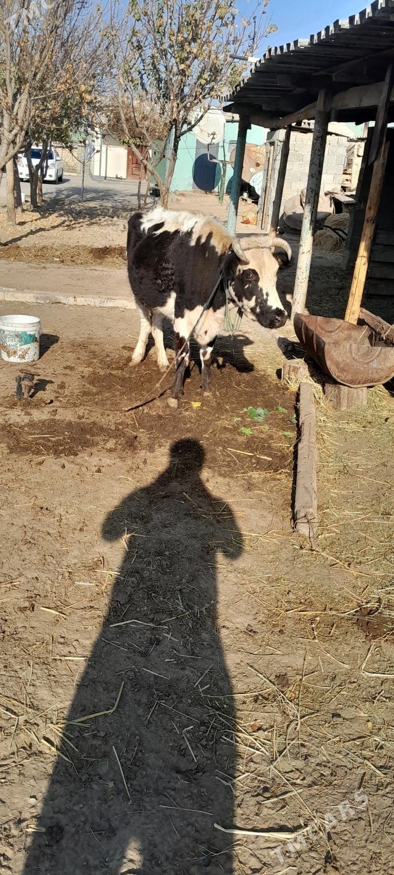 SYGYR - Gökje - img 2