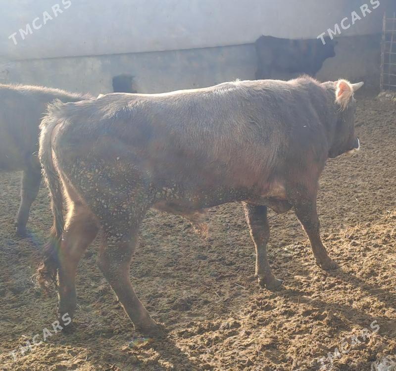 OKUZ TUWE - Бахарден - img 1