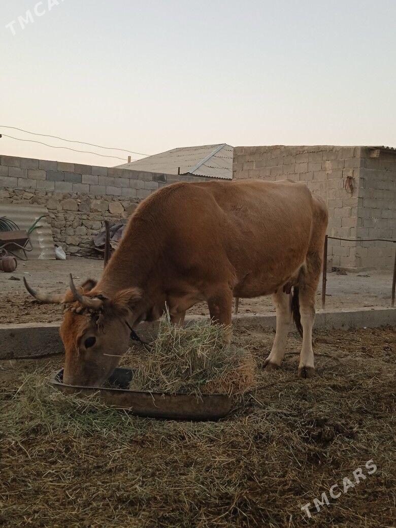 Goleli sygyr - Bäherden - img 7