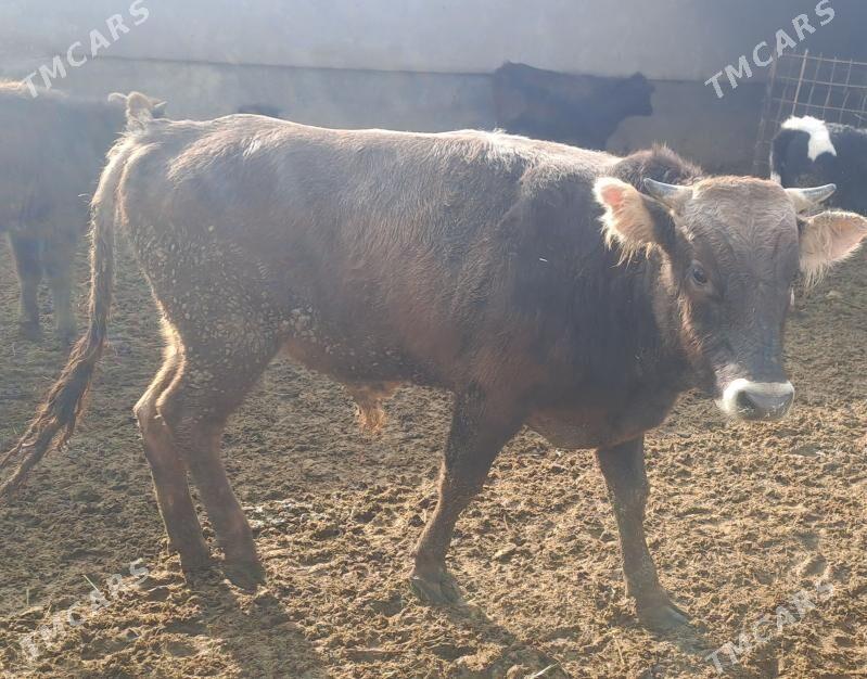 OKUZ TUWE - Бахарден - img 2