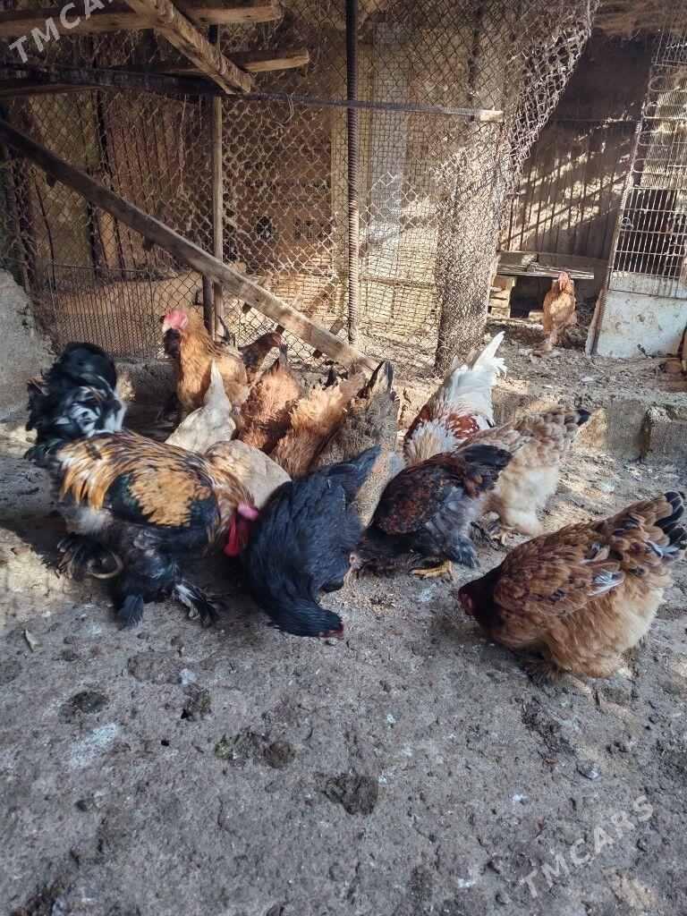 Towuk - Балканабат - img 3