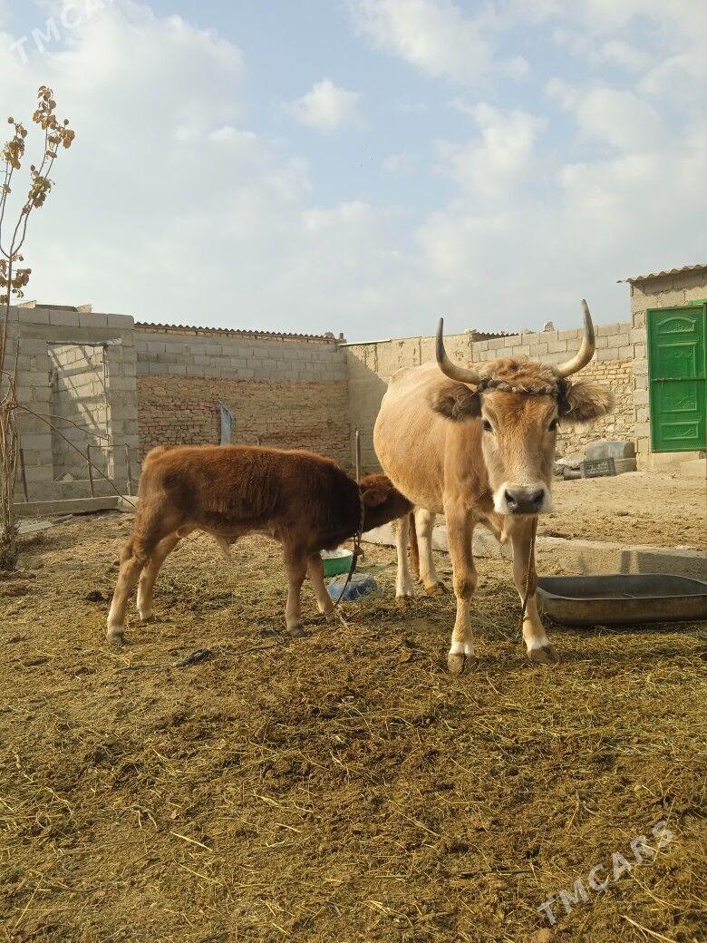 Goleli sygyr - Bäherden - img 4