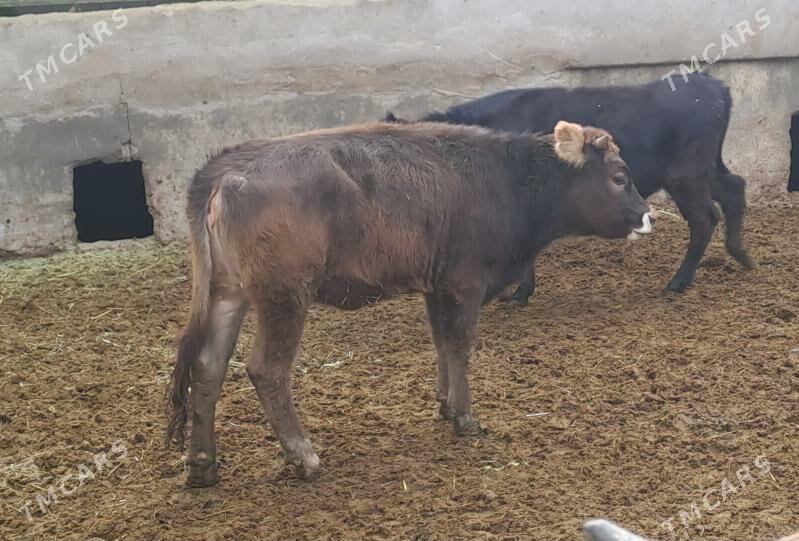 OKUZ TUWE - Бахарден - img 4