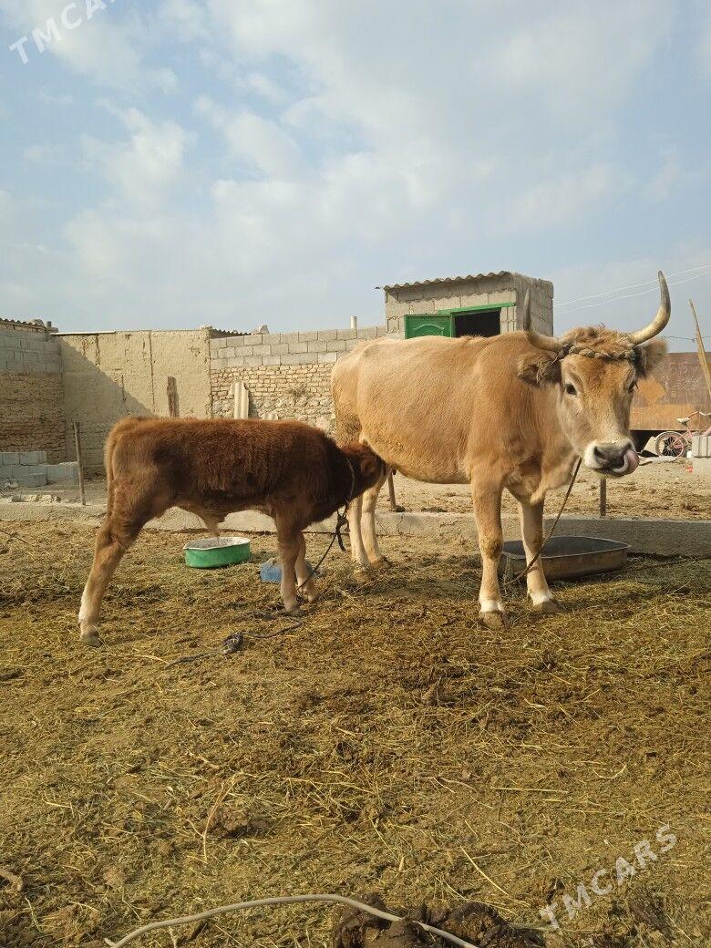 Goleli sygyr - Bäherden - img 5