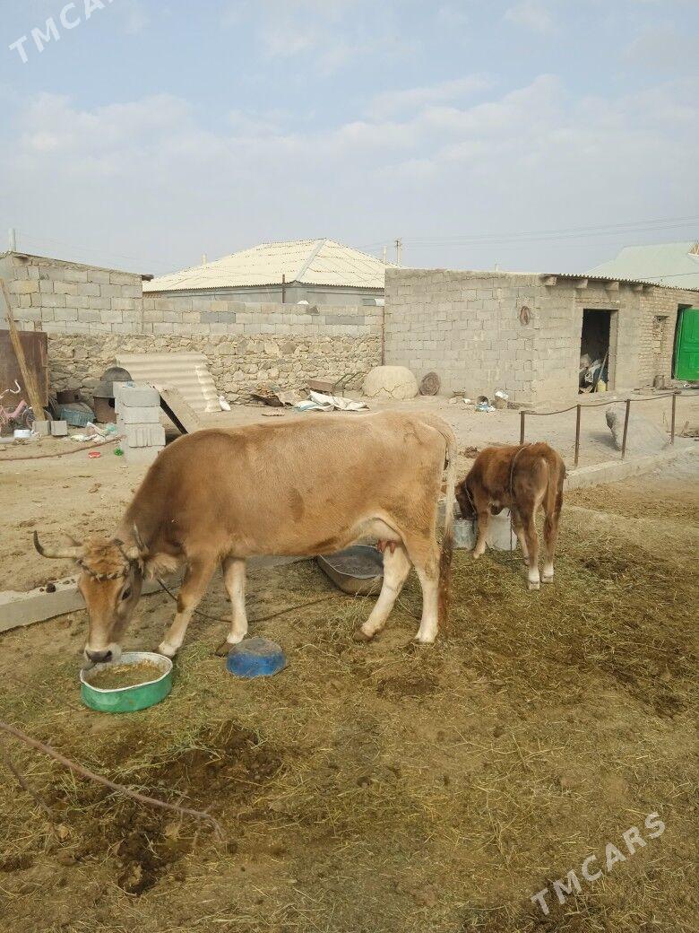 Goleli sygyr - Bäherden - img 2