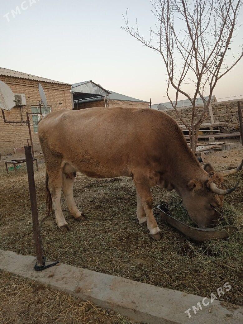 Goleli sygyr - Bäherden - img 8