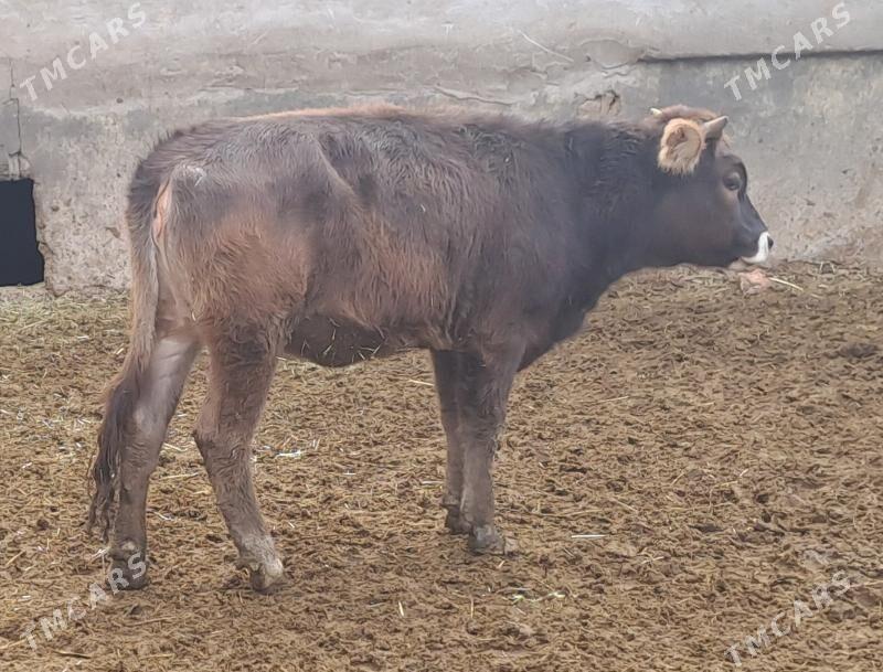 OKUZ TUWE - Бахарден - img 3