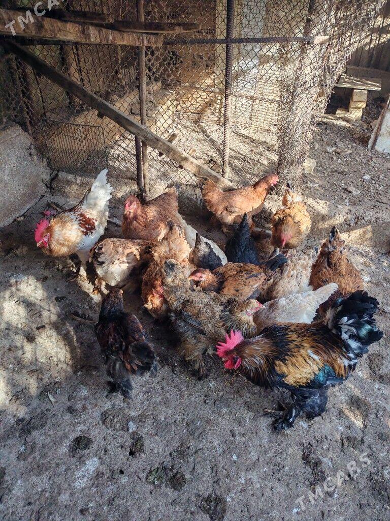 Towuk - Балканабат - img 2