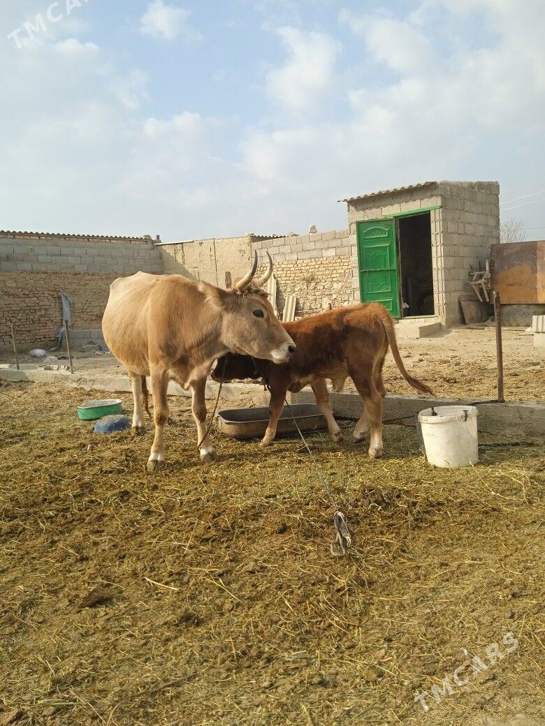 Goleli sygyr - Bäherden - img 3