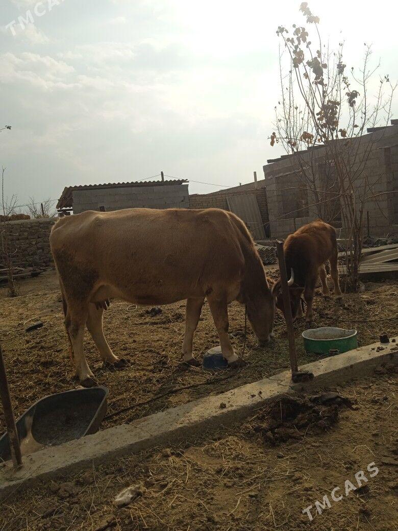 Goleli sygyr - Bäherden - img 6