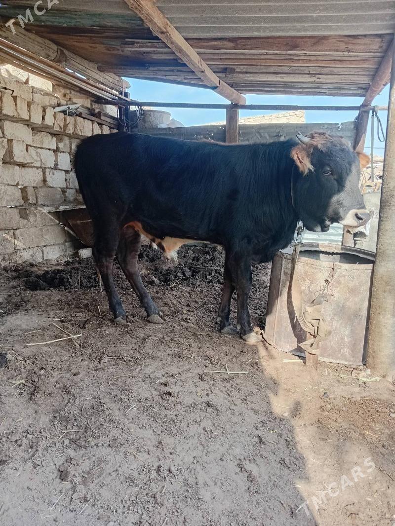 okuz - Gyzylarbat - img 2