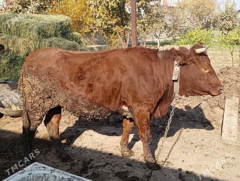 okuz - Багир - img 4