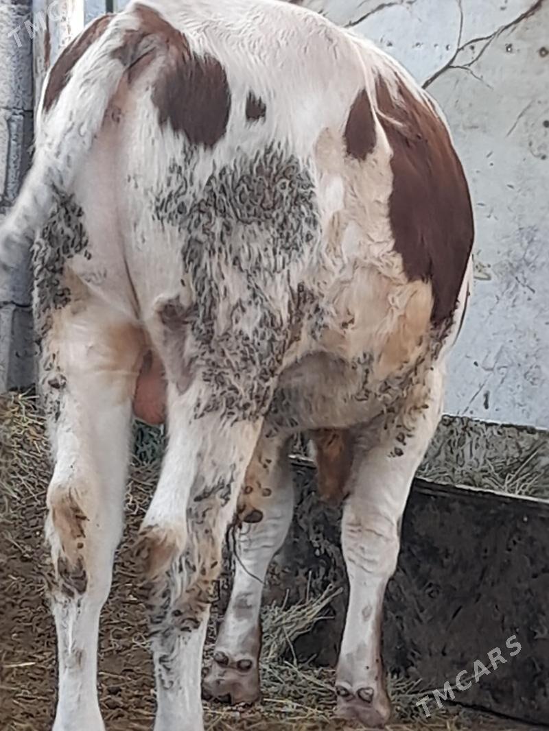 Öküz - Gökdepe - img 2