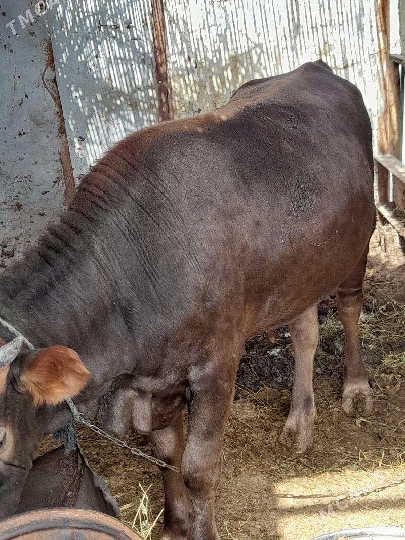 Öküz - Gökdepe - img 3