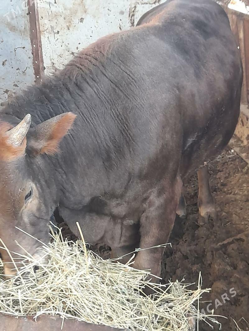 Öküz - Gökdepe - img 6