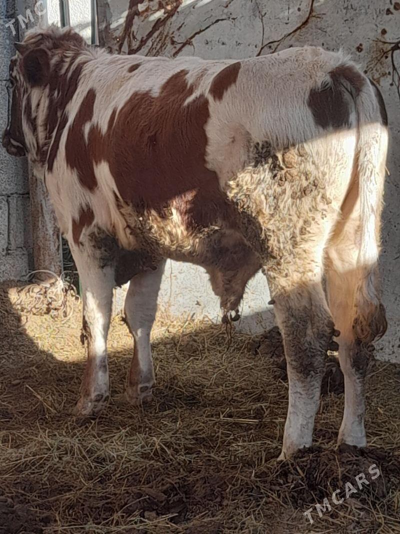 Öküz - Gökdepe - img 5