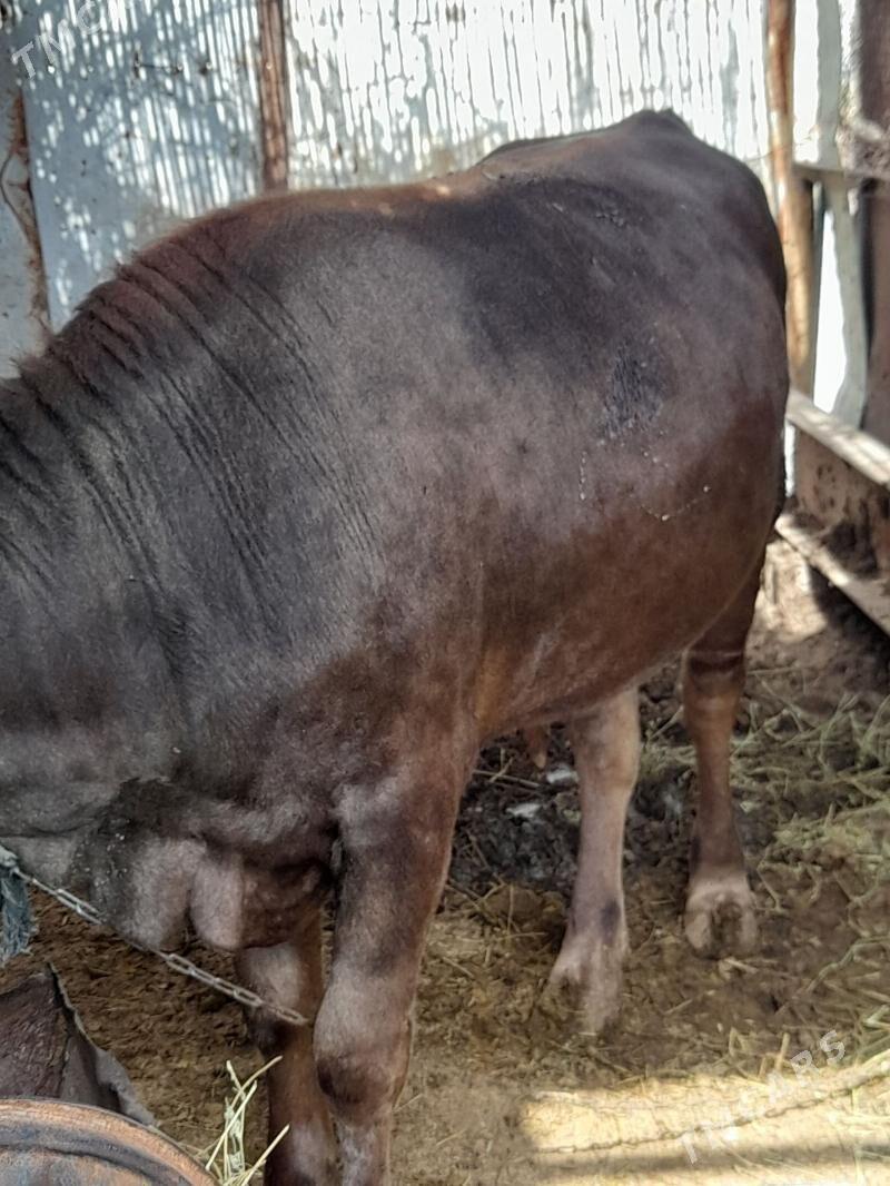 Öküz - Gökdepe - img 4