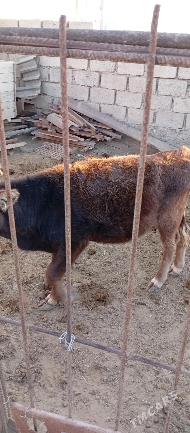 Öküzçe - Эсенгулы - img 2