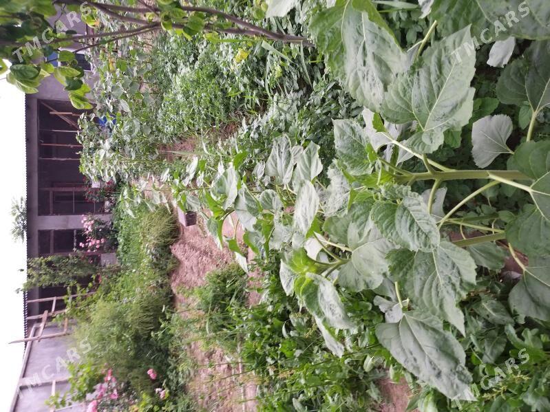 продаю сатлык - Анев - img 5