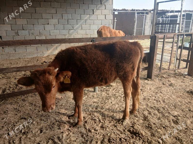 tuwe - Ашхабад - img 5