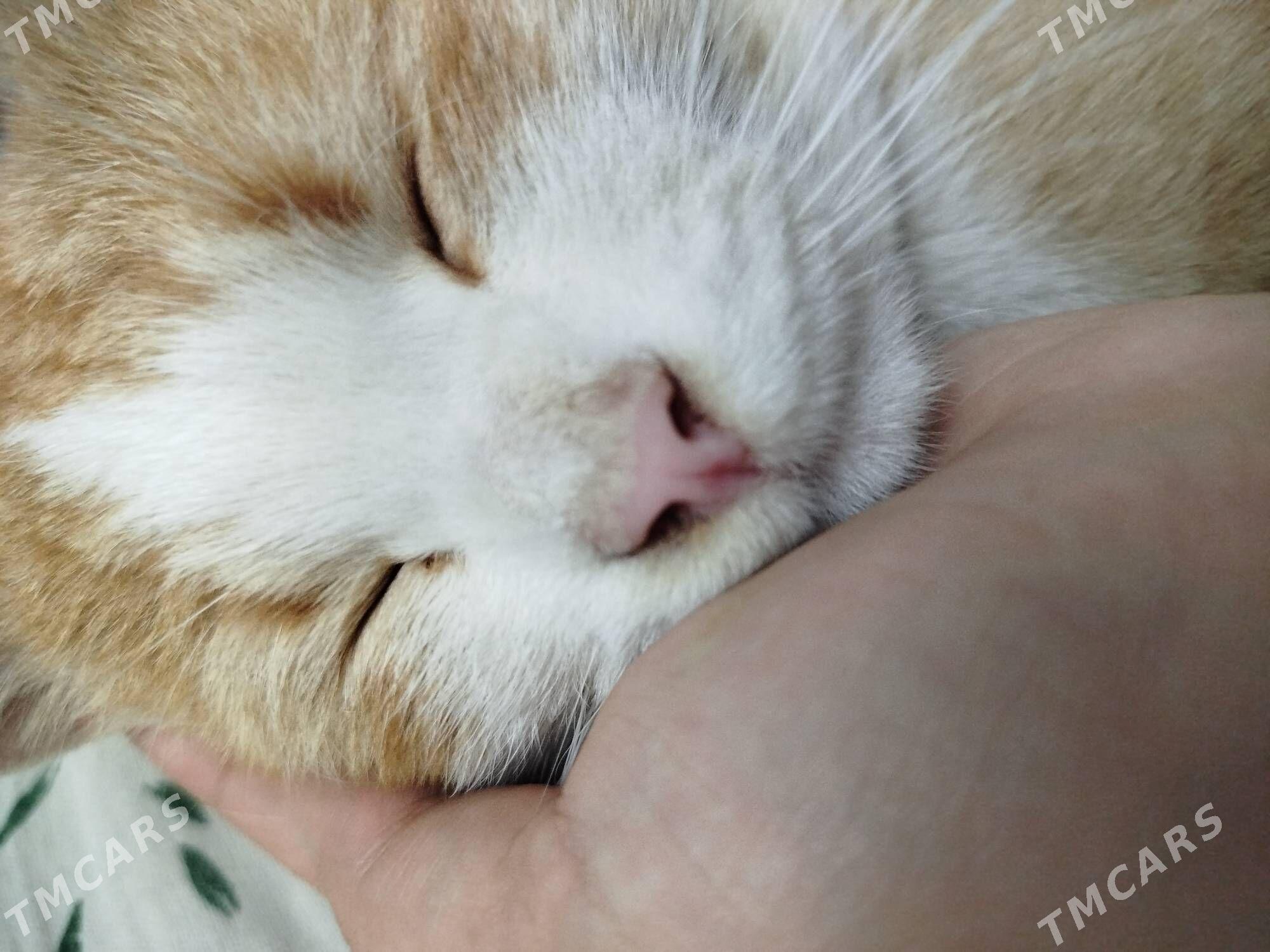 Пропал кот - Чарджоу - img 2