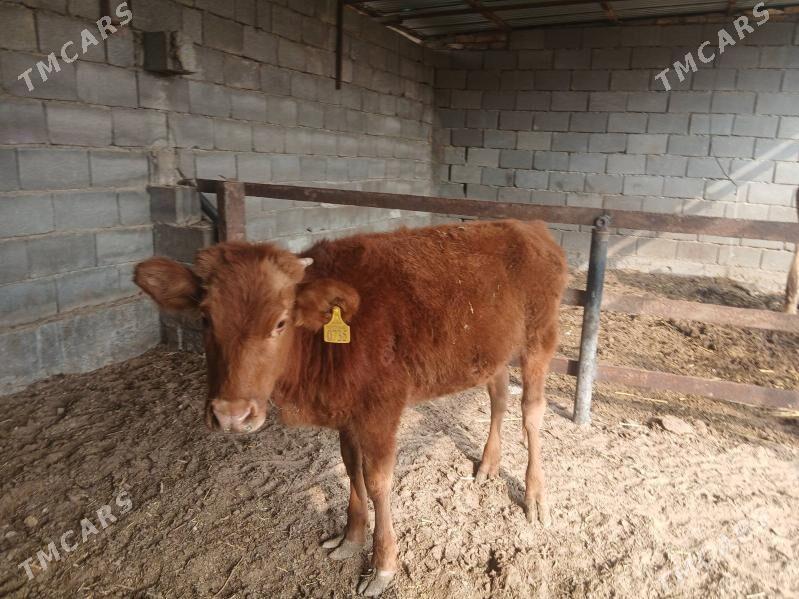 tuwe - Ашхабад - img 3