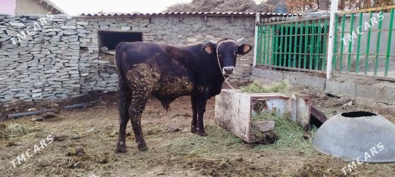 baklan okuz sygyr - Bäherden - img 3