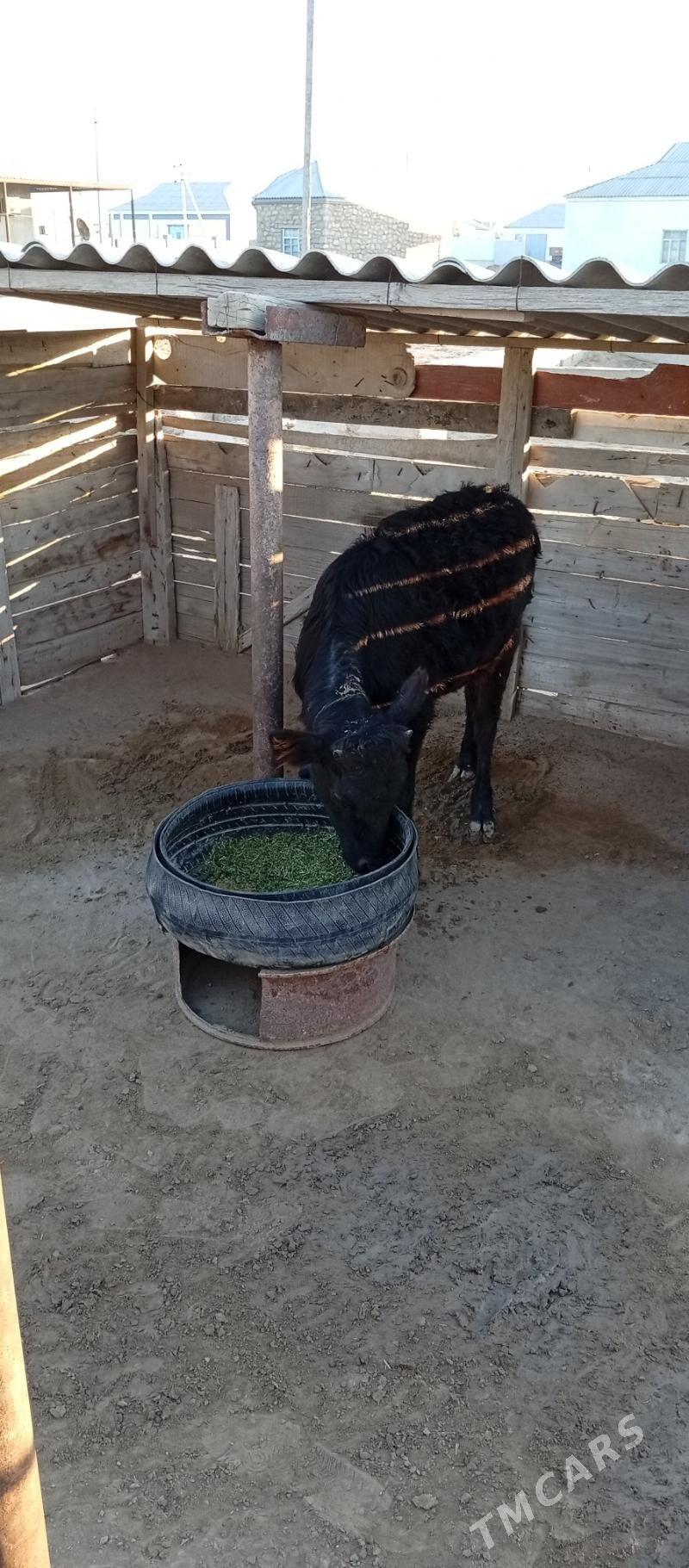 Gaçar - Esenguly - img 2