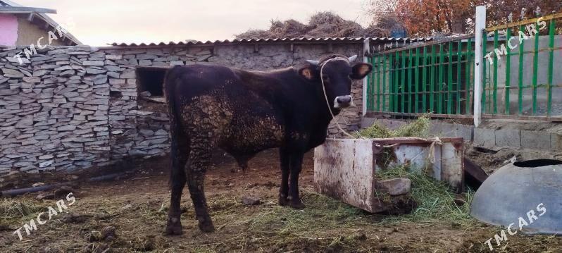 baklan okuz sygyr - Bäherden - img 5