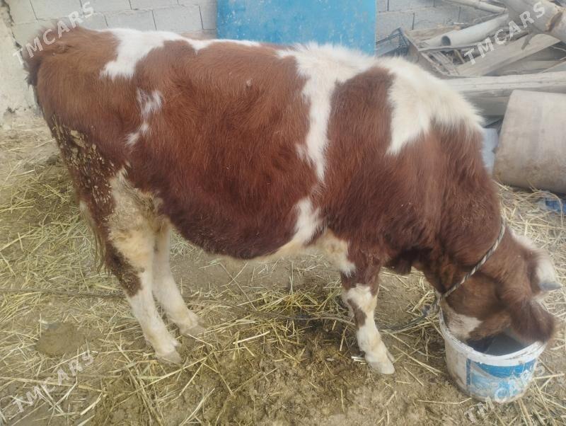 smental gbrit öküz - Bäherden - img 4