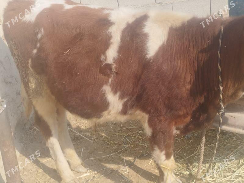 smental gbrit öküz - Bäherden - img 2