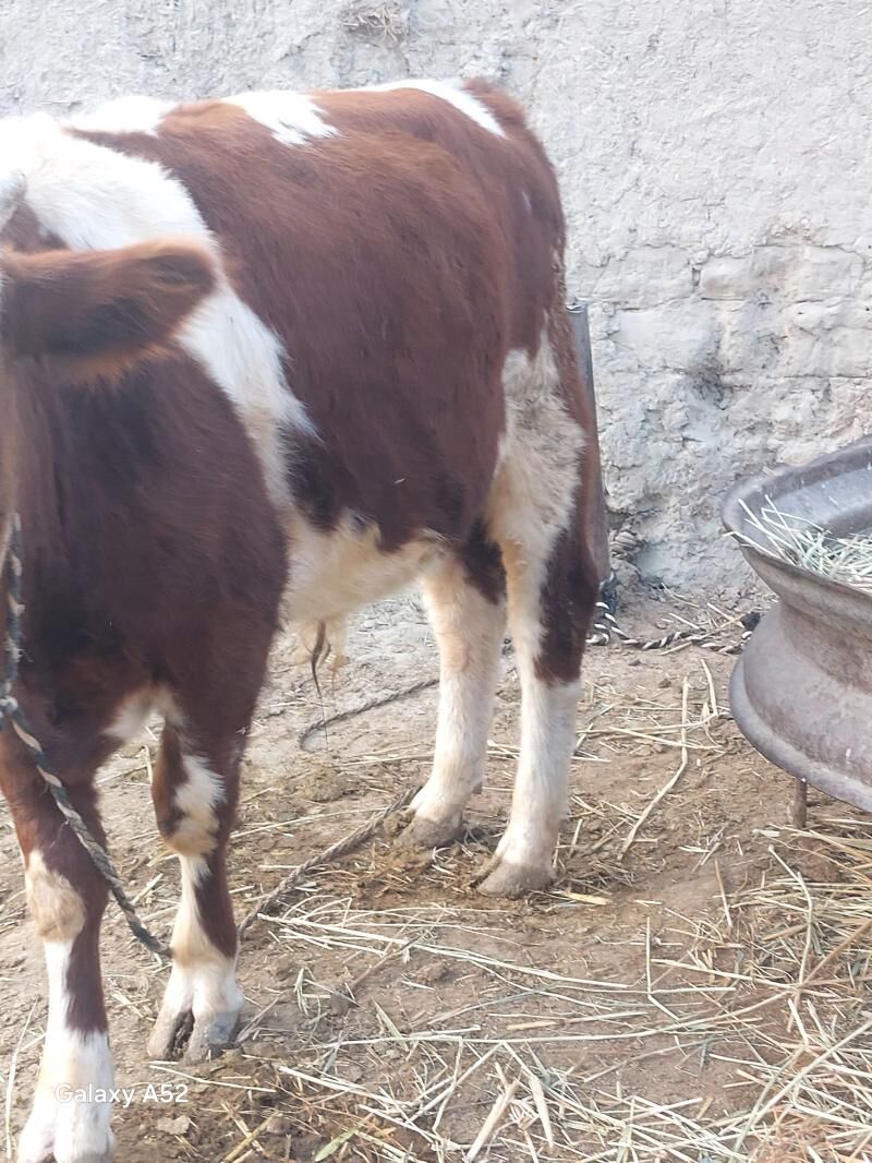 simental - Бахарден - img 5