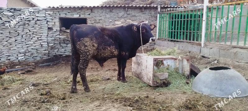 baklan okuz sygyr - Bäherden - img 2